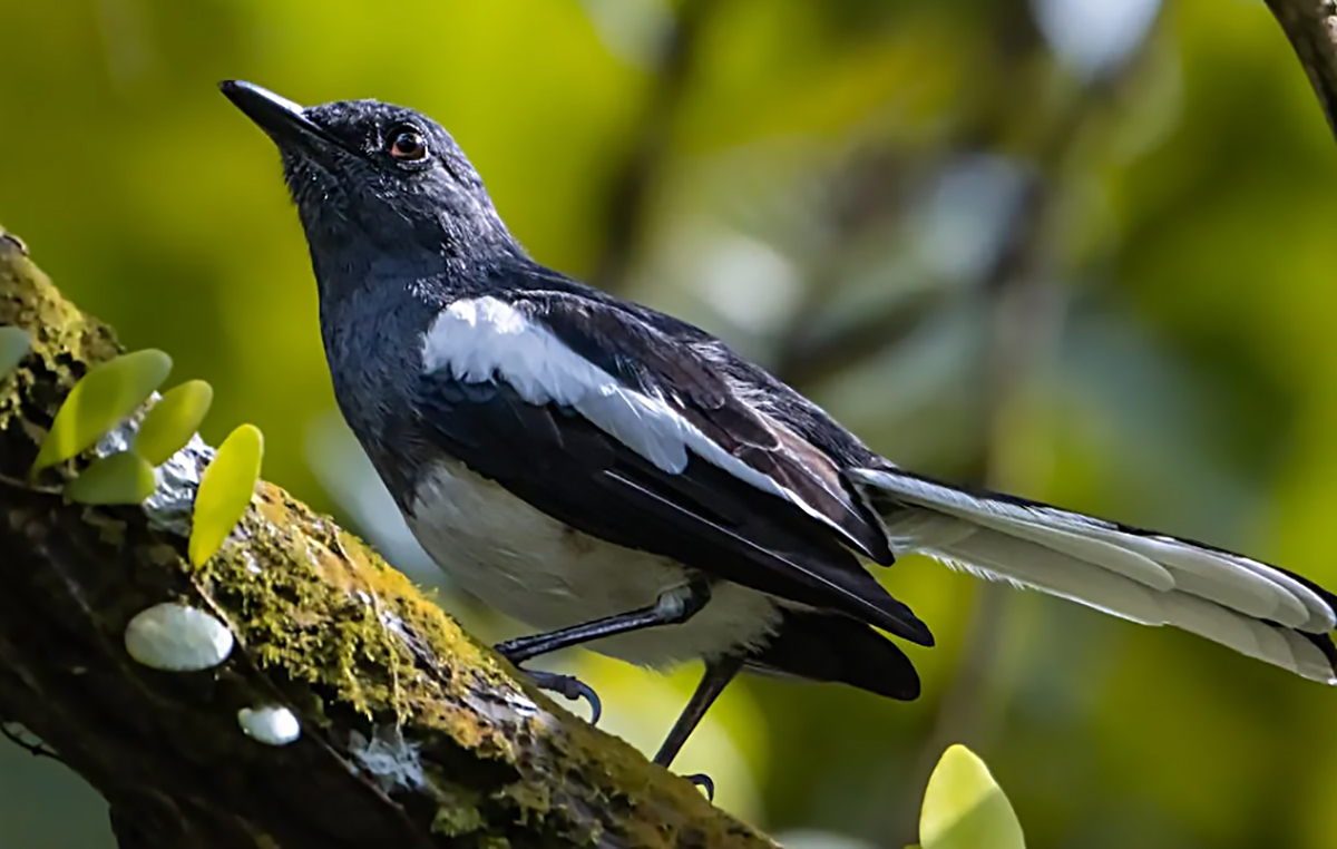 Pakan Alami yang Bagus untuk Burung Murai Batu Agar Cepat Gacor