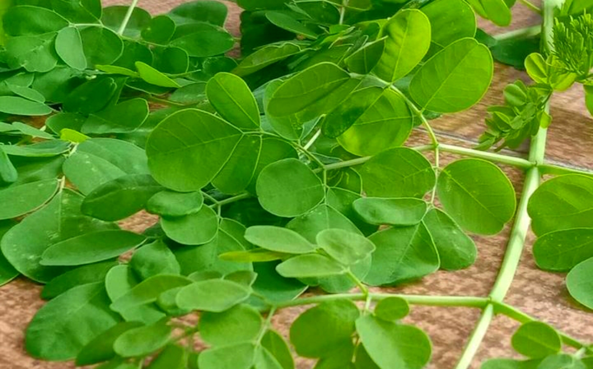 Bukan Cuma Usir Jin, Daun Kelor Juga Bermanfaat untuk Kecantikan