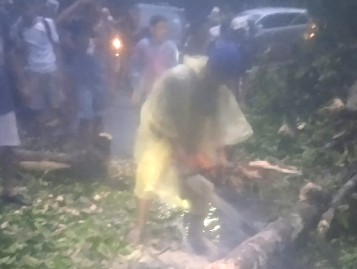Pohon Tumbang Tutup Jalur Liwa-Krui, Ini Kondisi Terkini
