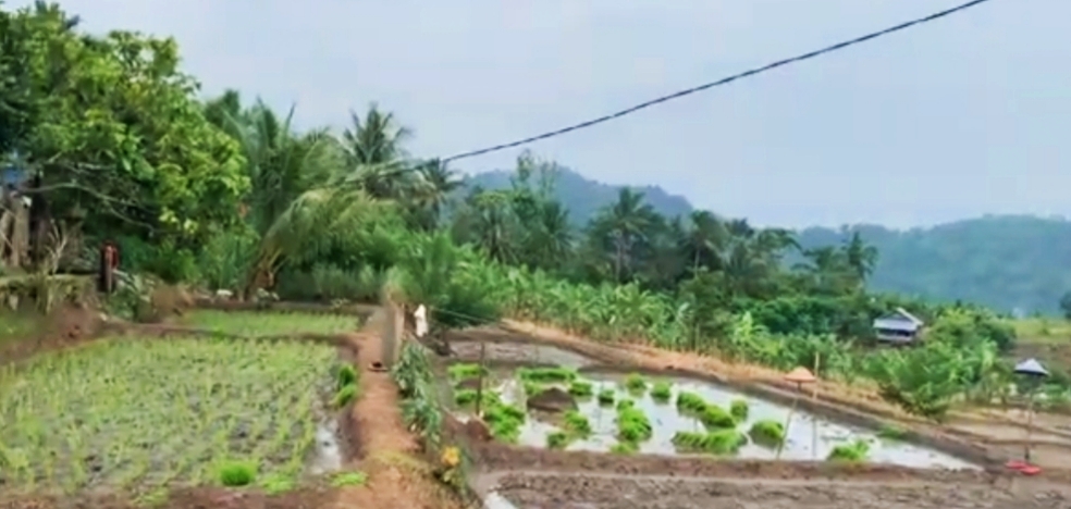 5 Homestay Murah Sekitar Perbukitan Hijau hingga Batu Betapa Di Desa Batu Raja Pesawaran Lampung
