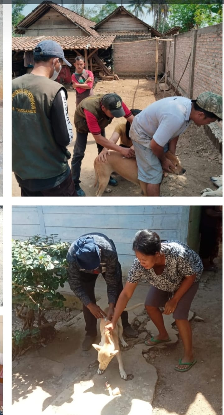 5 Puskeswan di Tanggamus Lampung Layani Vaksinasi Rabies Hewan Peliharaan Warga