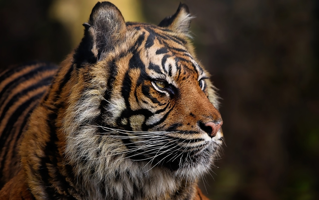 9 Pekon di Tanggamus Lampung Siaga Harimau, Masyarakat Diminta Tidak Beraktivitas di Jam Ini