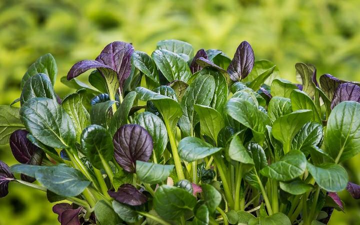 Jangan Malas Makan Sayur, Ini Segudang Manfaat Daun Bayam