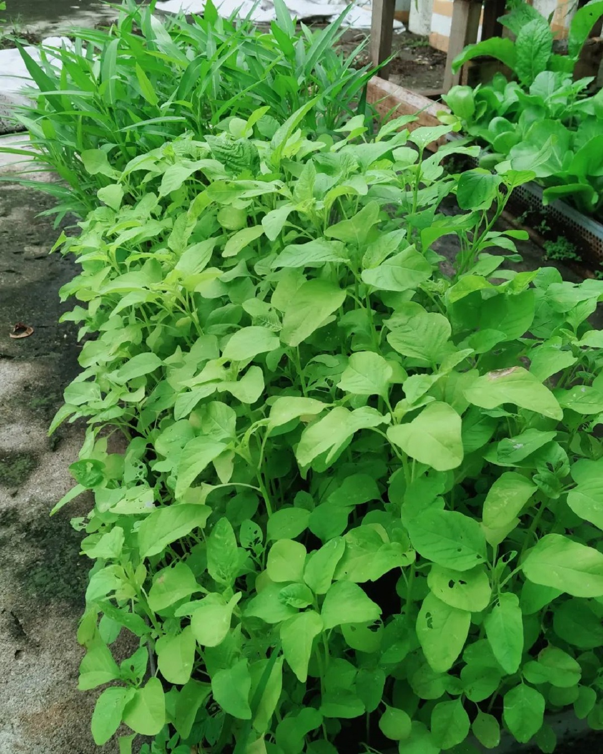 5 Tanaman Sayur yang Menguntungkan untuk Petani Pemula