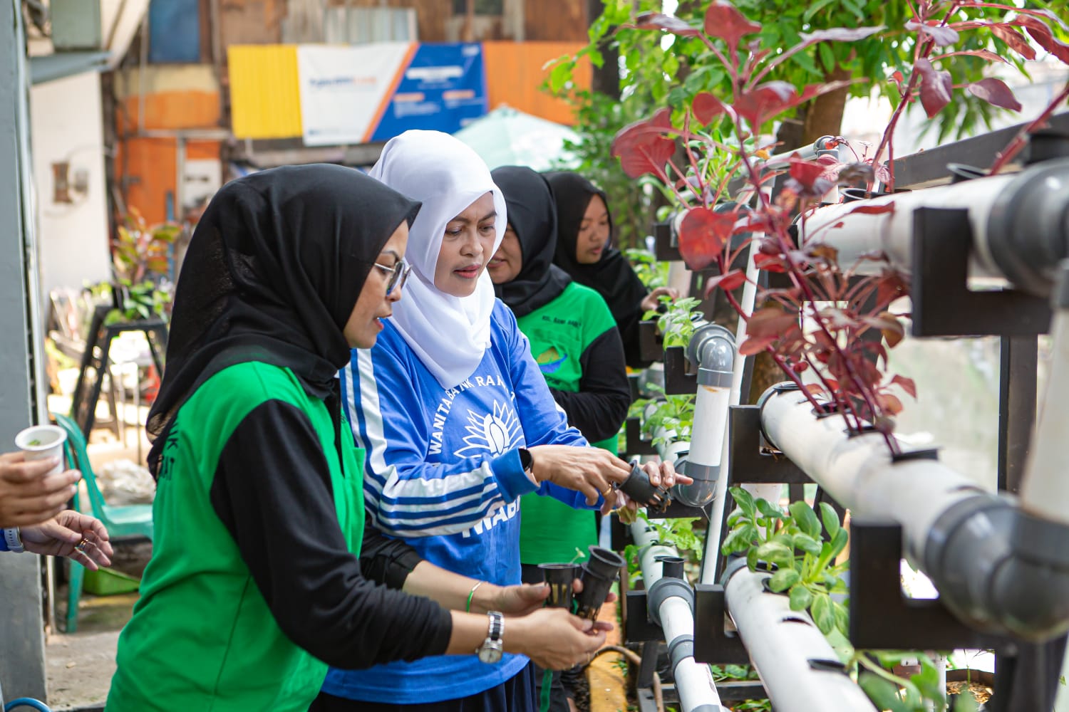 Berkat Program BRInita, Kelompok PKK Rawa Barat Sukses Budidaya Hidroponik dan Ikan Nila
