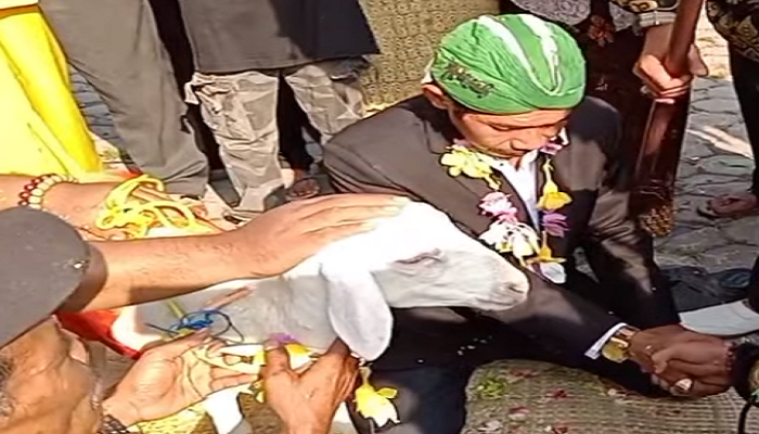 Viral Pria Nikahi Kambing di Gresik, Berikut Fakta Mengejutkannya
