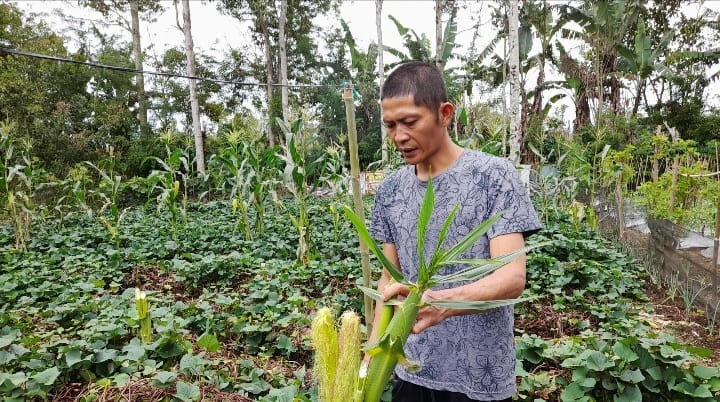 Waspada! Beruang Madu Berkeliaran, Rusak Kebun Jagung