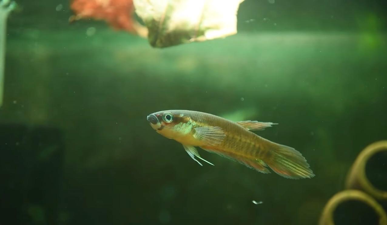 Pesona Betta Patoti, Ikan Cupang Harimau Asli Kalimantan Timur