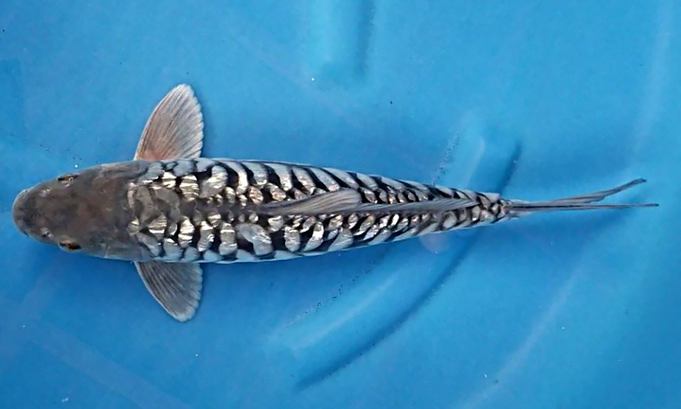 Koi Aragoke Soragoi Ring Ginrin, Ikan Eksotis Dengan Kilau Sisik Memukau