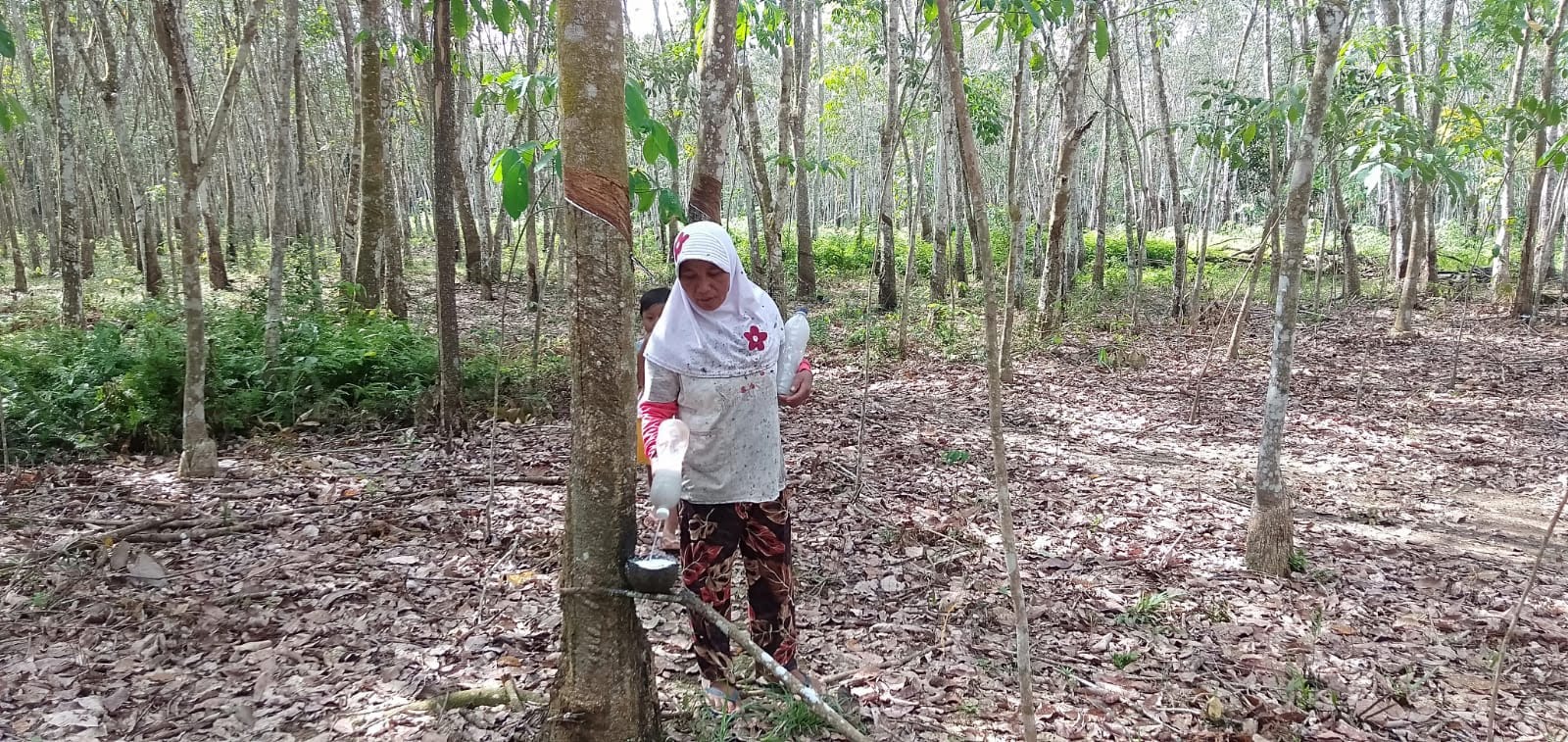 Harga Getah Karet di Mesuji Awal Tahun 2025 Tembus Rp 14.000 per Kilogram, Petani Hadapi Kendala Produksi