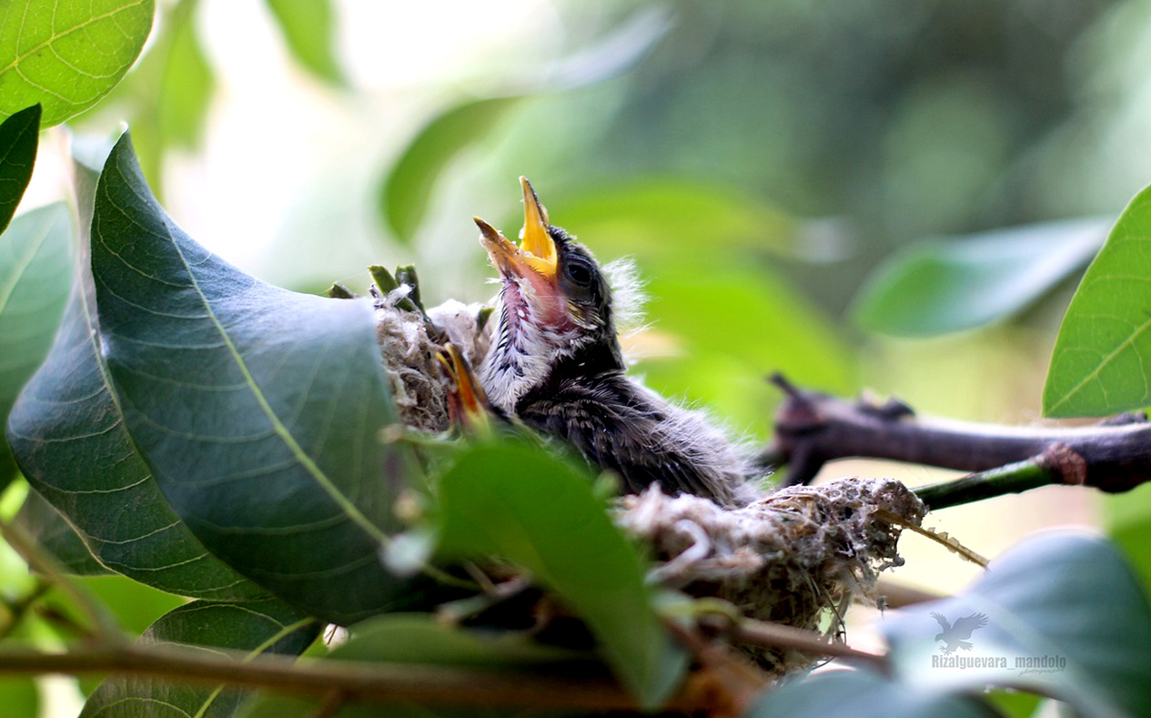 Tips Beternak Burung Kacer untuk Pemula, Dari Persiapan Sarang Hingga Makanan