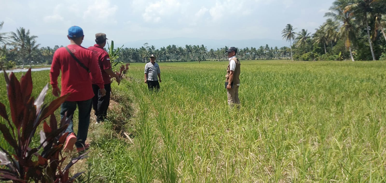 BPBD Tinjau Sawah Terdampak Kekeringan di Suoh dan BNS