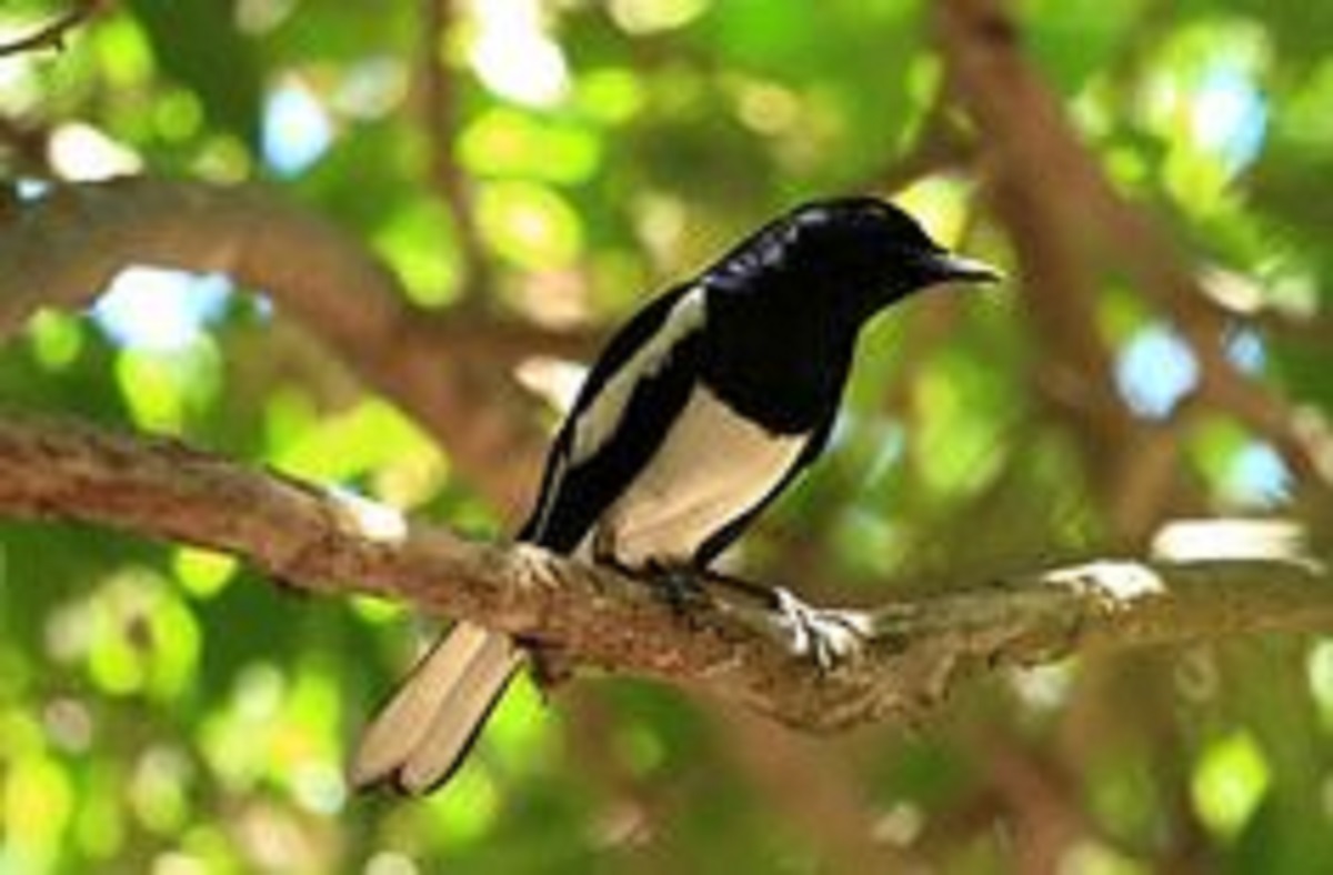 Begini Manfaat yang Didapat Terapi Mandi Malam Pada Burung Kacer