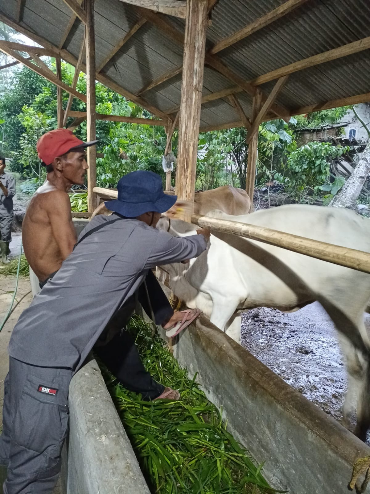 Peternak Tulang Bawang Diimbau Waspada Penyakit Kulit Berbenjol Pada Sapi dan Kerbau