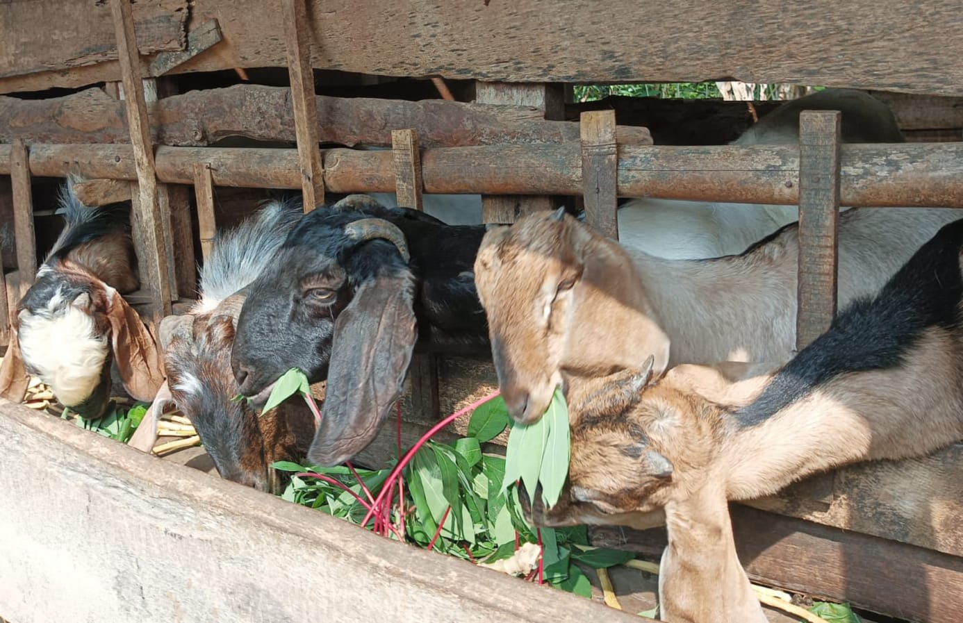 Panduan Beternak Kambing, Peternak Pemula Wajib Simak Ini