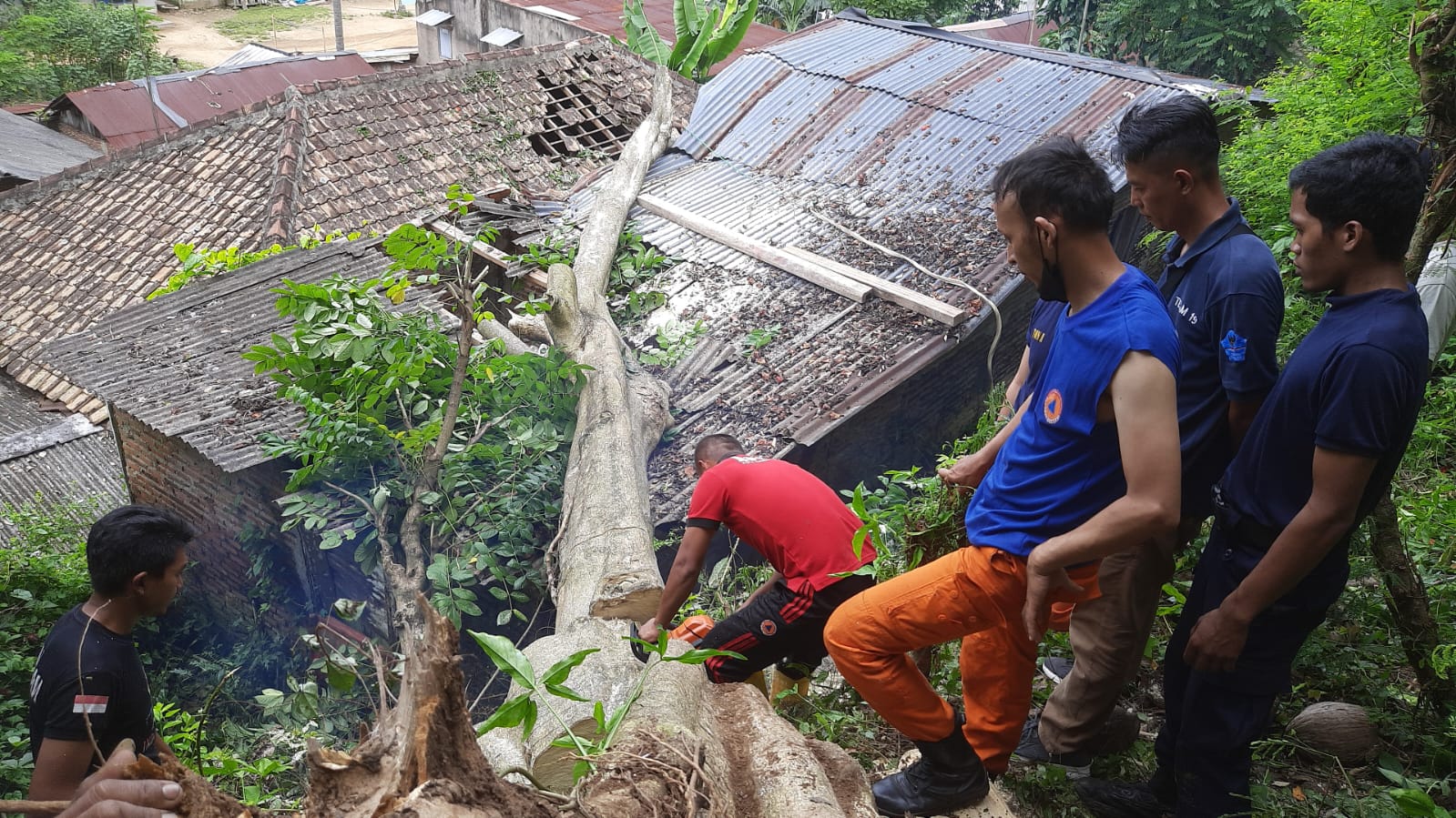 Pohon Tumbang di Panjang Timpa 2 Rumah, Beruntung Tidak Ada Korban Jiwa
