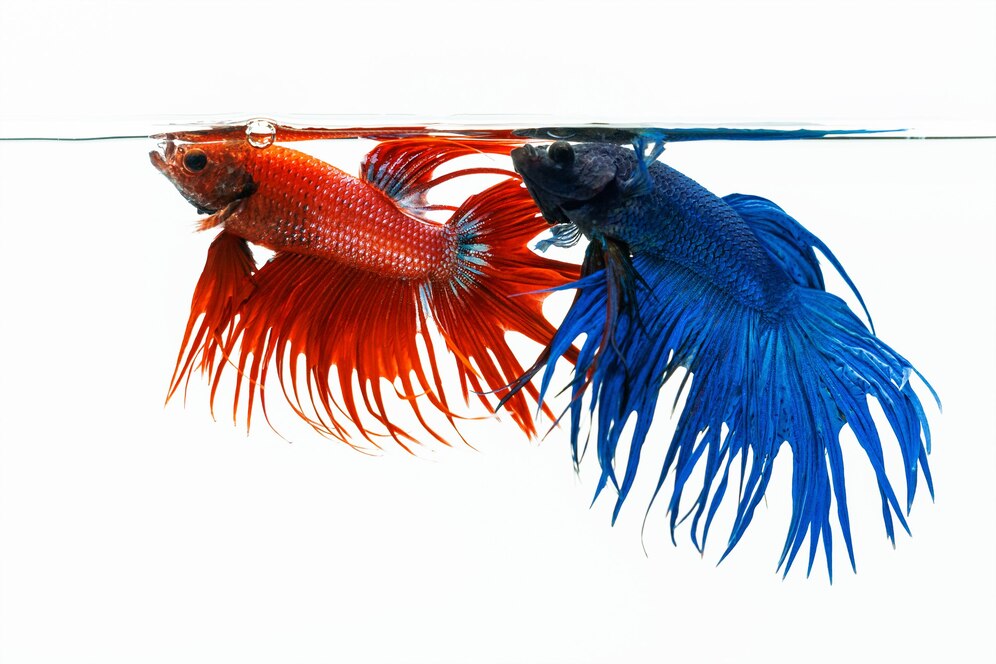 Fakta Cupang Serit, Ikan Hias Air Tawar Hasil Breeder Indonesia