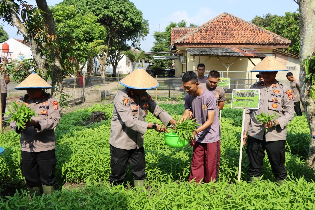 Kebun Ketahanan Pangan Polres Tulang Bawang Panen Perdana, Seluruh Personel di Asrama Kebagian