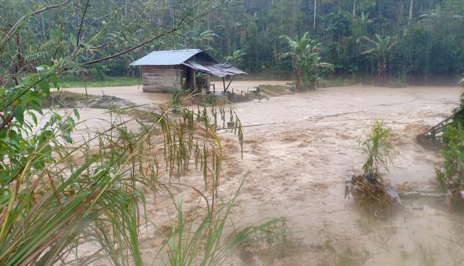 Banjir Lagi, Puluhan Hektare Sawah di Lampung Barat Terendam