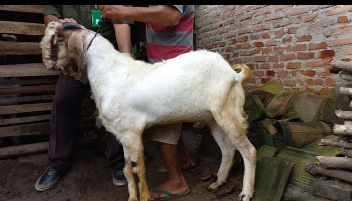 Pemkot Bandar Lampung Segera Turun Cek Hewan Qurban Pedagang Musiman