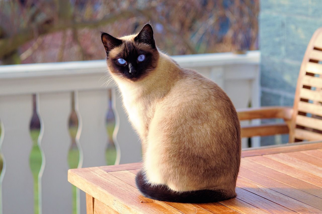 4 Kucing Asal Thailand yang Terkenal, Cocok sebagai Hewan Peliharaan Kamu di Rumah