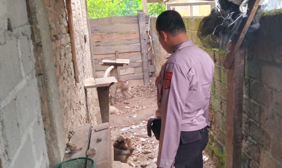 Polsek Semaka dan TNBBS Lepas Primata Dilindungi ke Habitat Asli