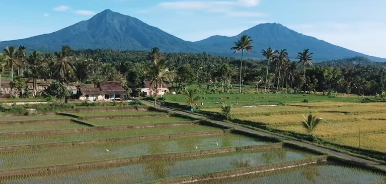 10 Daerah Penghasil Padi Terbesar di Indonesia, Lampung Termasuk?