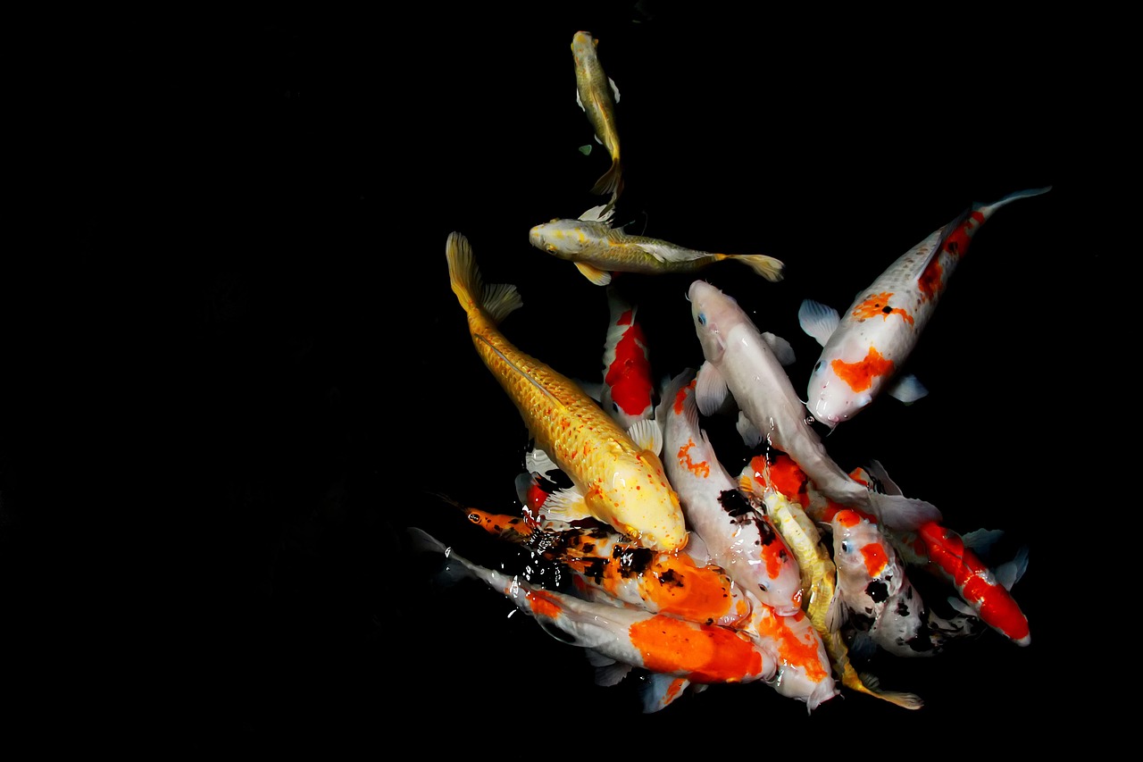 Banyak yang Belum Tahu, Arang Aktif Jadi Kunci Kolam Ikan Koi Tetap Bersih dan Bebas Racun