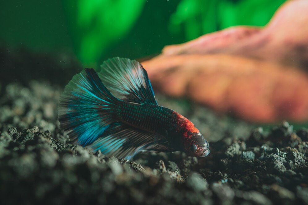 Tips Memilih Akuarium yang Tepat Agar Ikan Cupang Tidak Mudah Stres