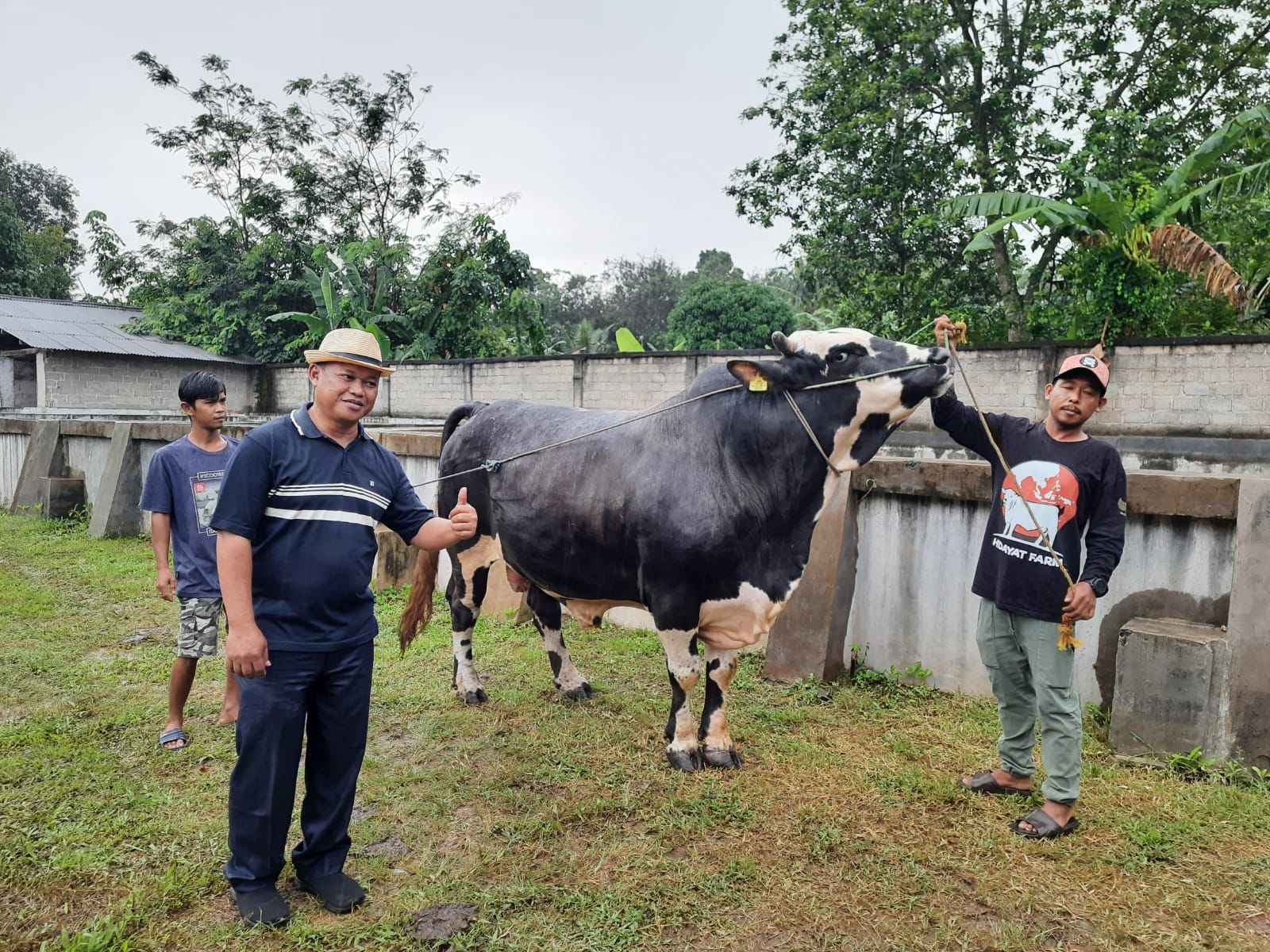 Sapi Jenis Simmental Cross asal Kota Metro Dibeli Jokowi, Beratnya Hampir 1 Ton