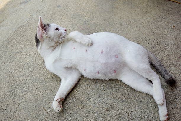 Kenali Sejak Dini Tanda-tanda Kucing Hamil