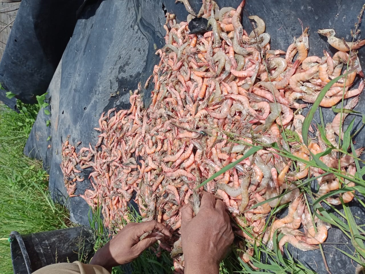 Petambak Dipasena Diserang Wabah AHPND, Pemkab Tulang Bawang Koordinasi dengan BBPBL Lampung