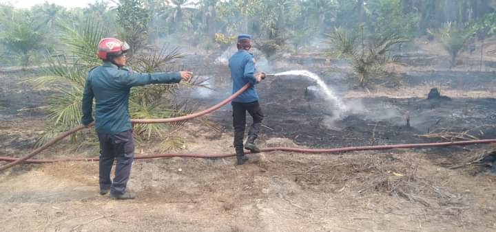 Cuaca Panas, Kebakaran Lahan Mulai Terjadi di Mesuji Lampung