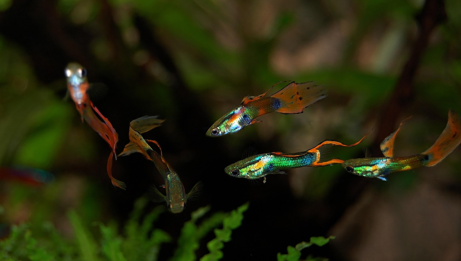 Guppy, Ikan Hias Air Tawar Dengan Beragam Sirip Eksotis