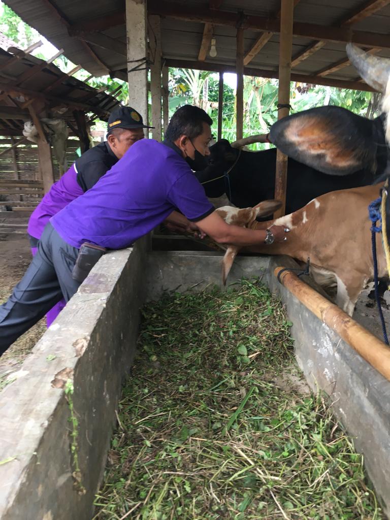 Peternak Harus Tahu, Begini Ciri-ciri Penyakit LSD atau Lato-lato pada Sapi, Begini Cara Penanganannya