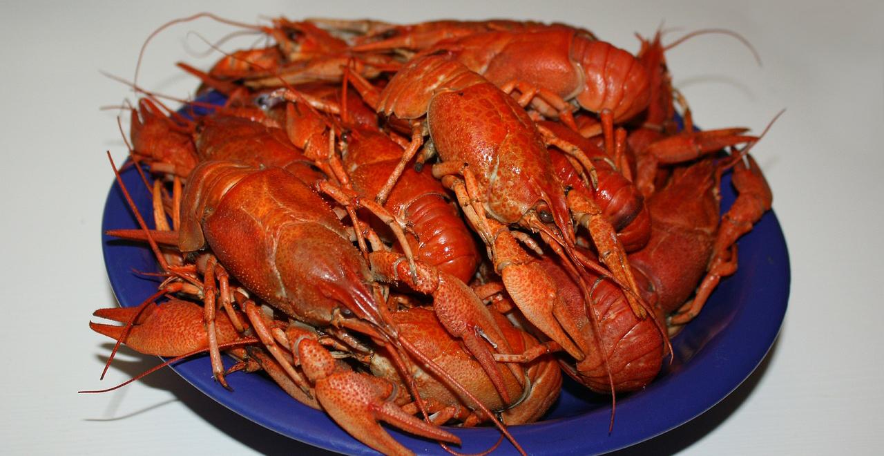 5 Makanan Bernutrisi untuk Lobster Air Tawar