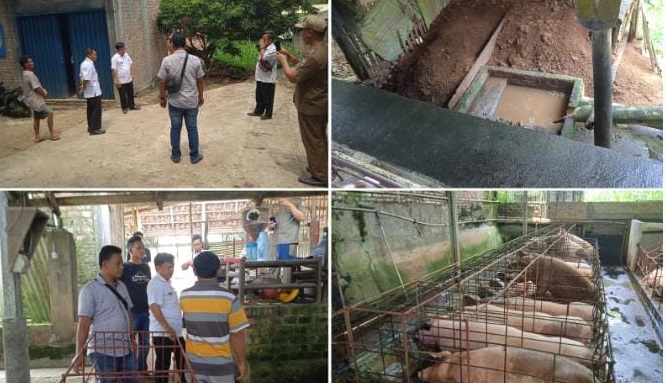 Tim Kecamatan Sidak Kadang Ternak Babi di Tengah Pemukiman, Warga: Suaranya Saja Sudah Bikin Mual!