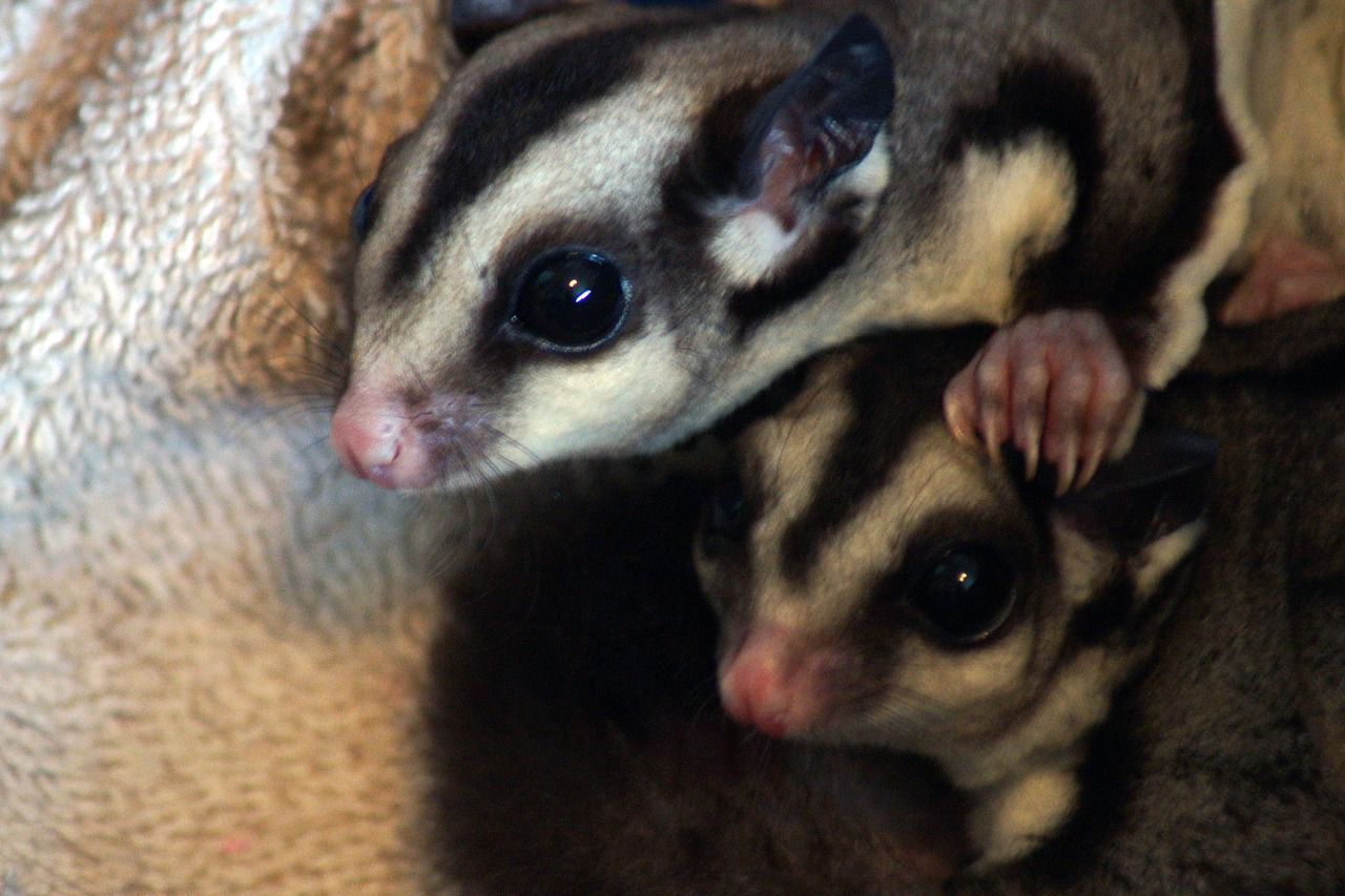 Uniknya Hewan Eksotis sugar Glider, Bisa Terbang dan Punya Suara Unik