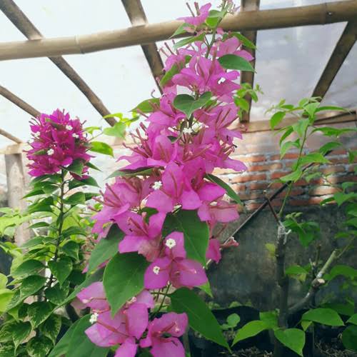 Update Harga Bougenville Ekor Musang Oktober 2023