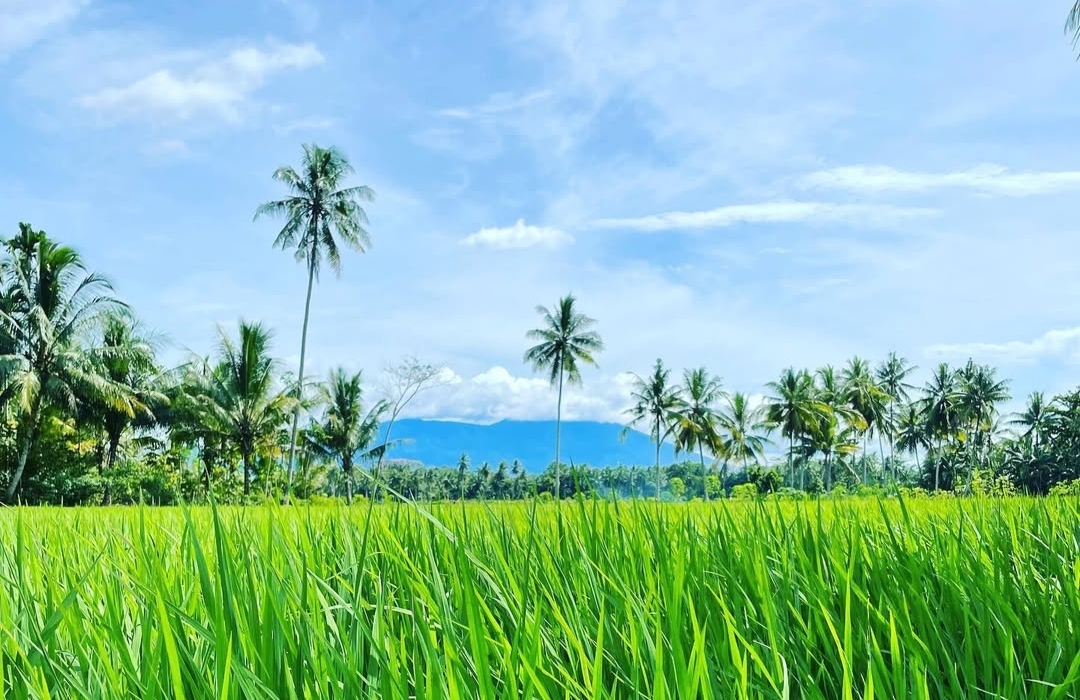 Bunga Si Paling Setia Hingga Air Terjun Kodok, Sebagian Pesona Keindahan Desa Sukaraja Tanggamus Lampung