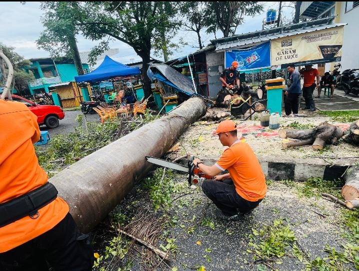 Cuaca Ekstrim, Dua Pohon Tumbang di Depan Stadion Pahoman