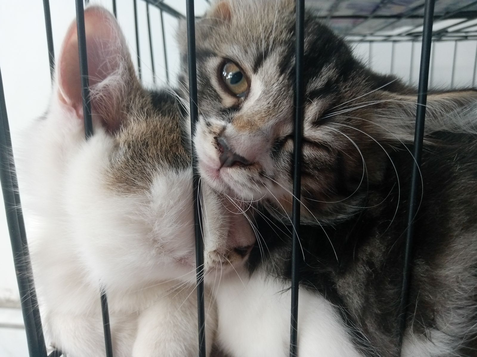 Fakta Unik Seputar Kucing yang Menggemaskan, Nomor 6 Bikin Bulu Kuduk Berdiri