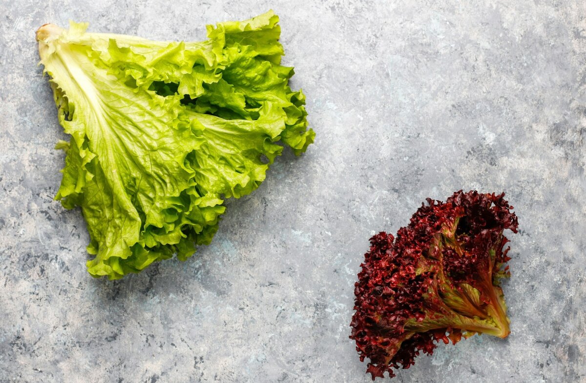 4 Manfaat Selada Daun Merah, Apakah Lebih Menyehatkan Dari Selada Biasanya? Simak Penjelasannya Ilmiahnya
