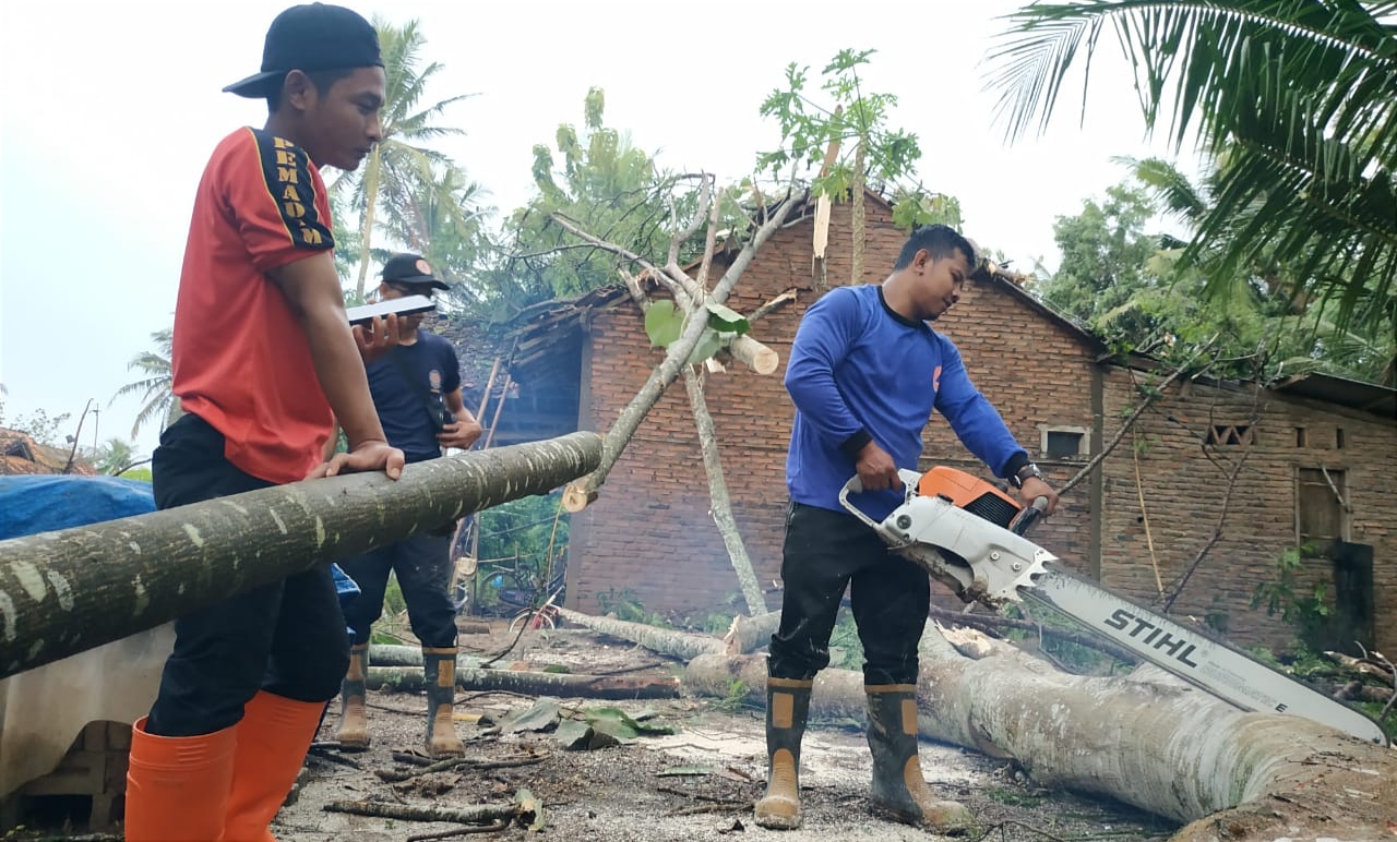 Pohon Tumbang Akibat Angin Kencang di Pringsewu, Begini Kondisinya