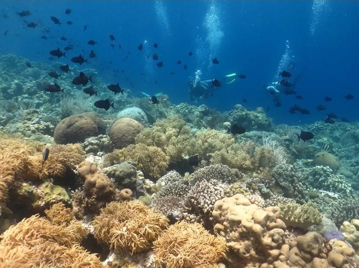 7 Spot Diving di Wakatobi, Suguhi Surga Bawah Laut Mengagumkan