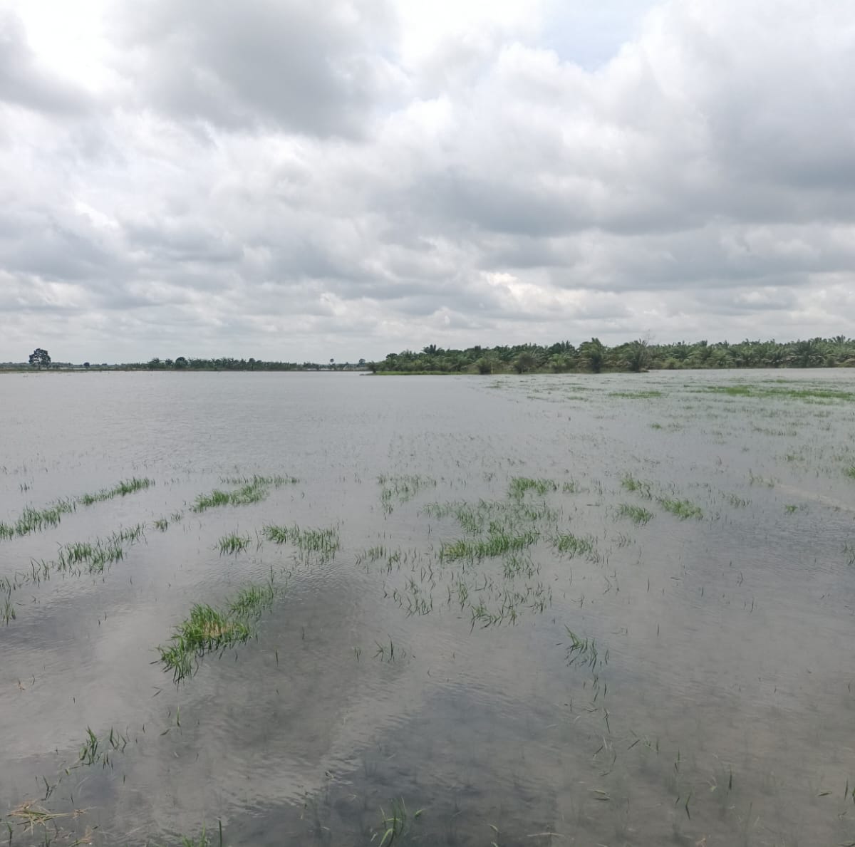 Akibat Banjir di Lahan Pertanian Mesuji Lampung, Petani Berpotensi Peroleh Bantuan Bibit