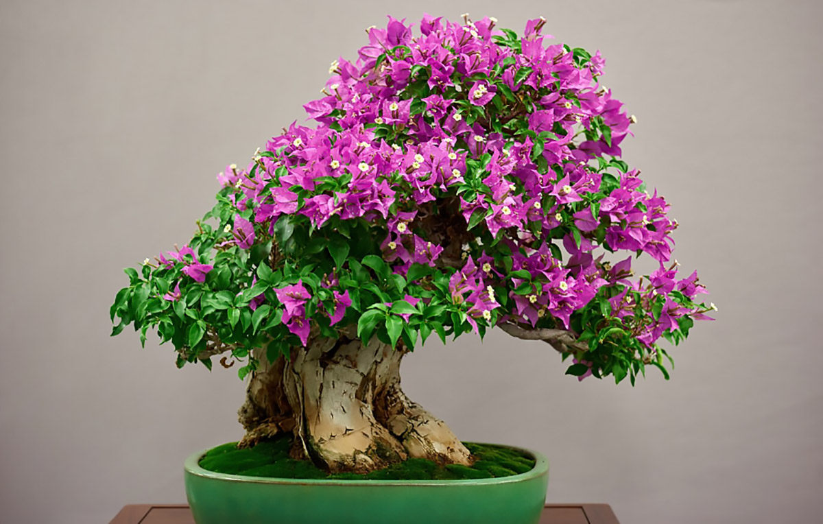 5 Jenis Bunga Bougenville yang Cocok Dijadikan Bahan Bonsai