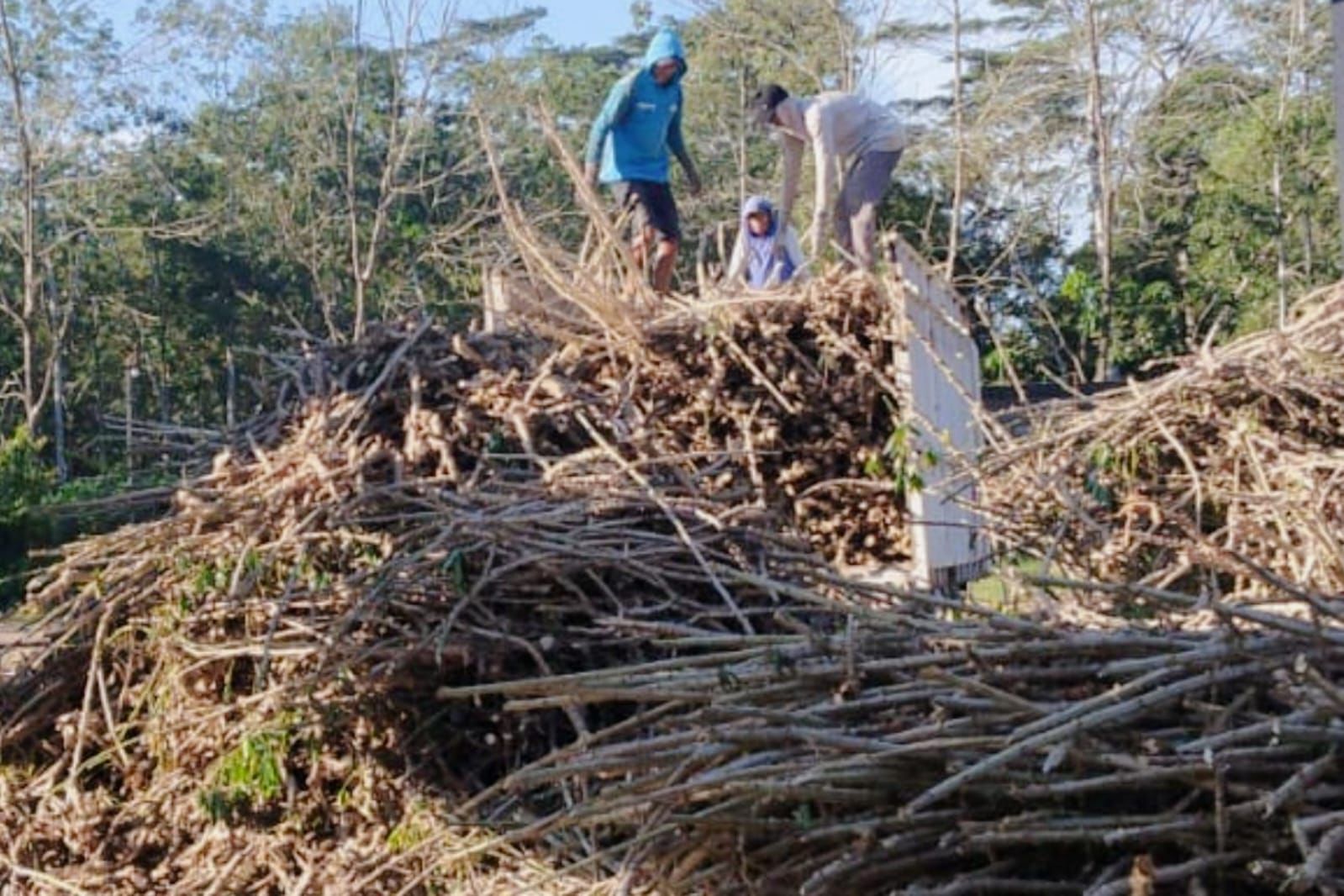 Manfaatkan Batang Singkong dan Karet di Lampung Untuk Bangun Biomassa Kerakyatan