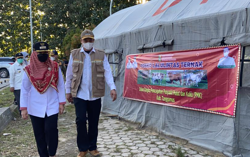 Senin, Vaksin 100 Ternak Sapi, Hari ini Target 300 Dosis