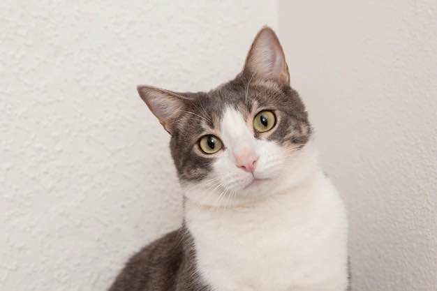 15 Pahala Memelihara Kucing Dalam Islam
